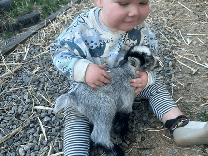 LaFamilia Pygmy Goats