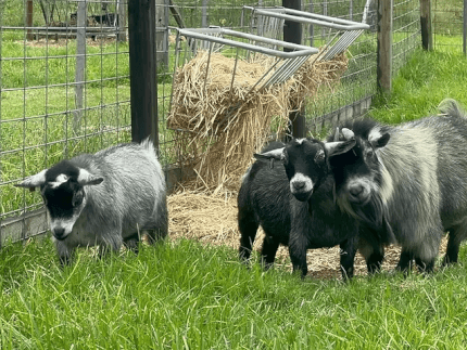 LaFamilia Pygmy Goats