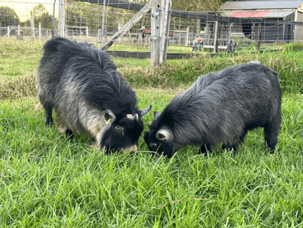 LaFamilia Pygmy Goats