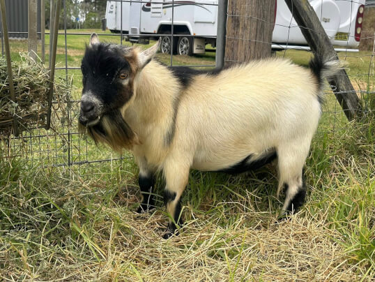 LaFamilia Pygmy Goats