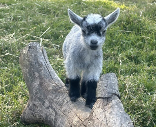 LaFamilia Pygmy Goats