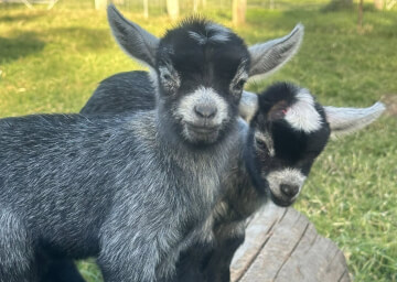 Meet The Kids