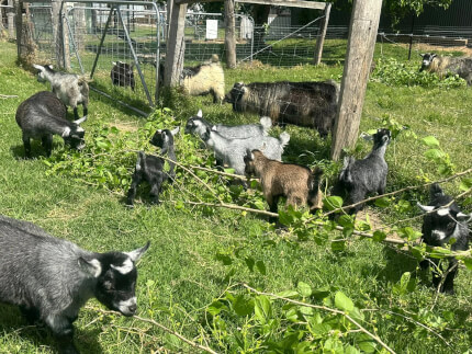 LaFamilia Pygmy Goats