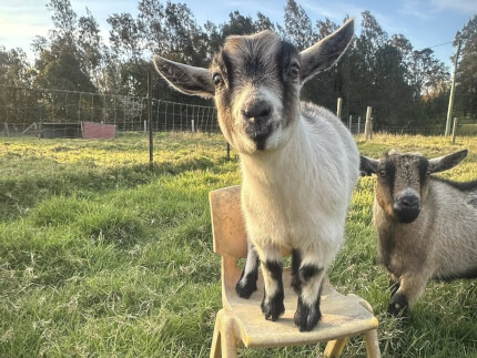 LaFamilia Pygmy Goats
