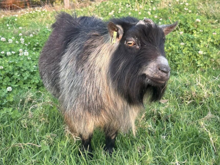 LaFamilia Pygmy Goats