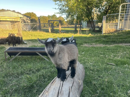 LaFamilia Pygmy Goats
