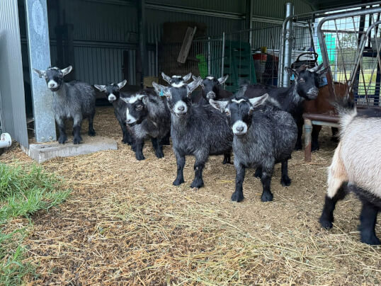 LaFamilia Pygmy Goats