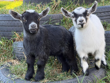 LaFamilia Pygmy Goats