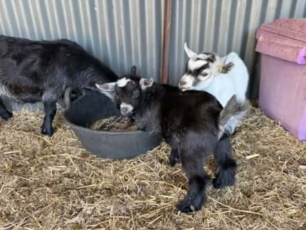 LaFamilia Pygmy Goats