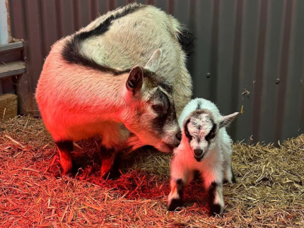 LaFamilia Pygmy Goats