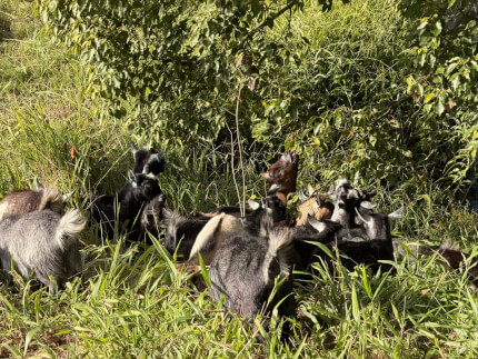 LaFamilia Pygmy Goats