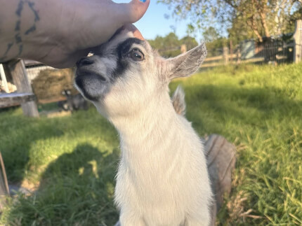 LaFamilia Pygmy Goats