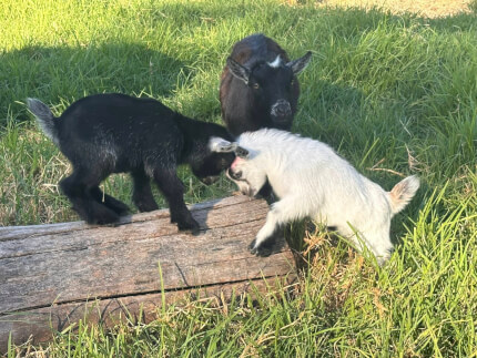 LaFamilia Pygmy Goats