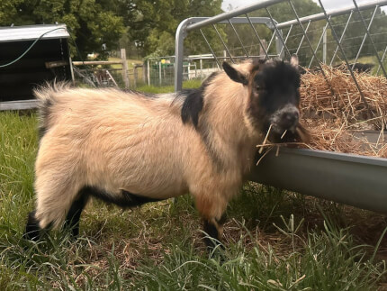 LaFamilia Pygmy Goats