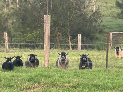 LaFamilia Pygmy Goats
