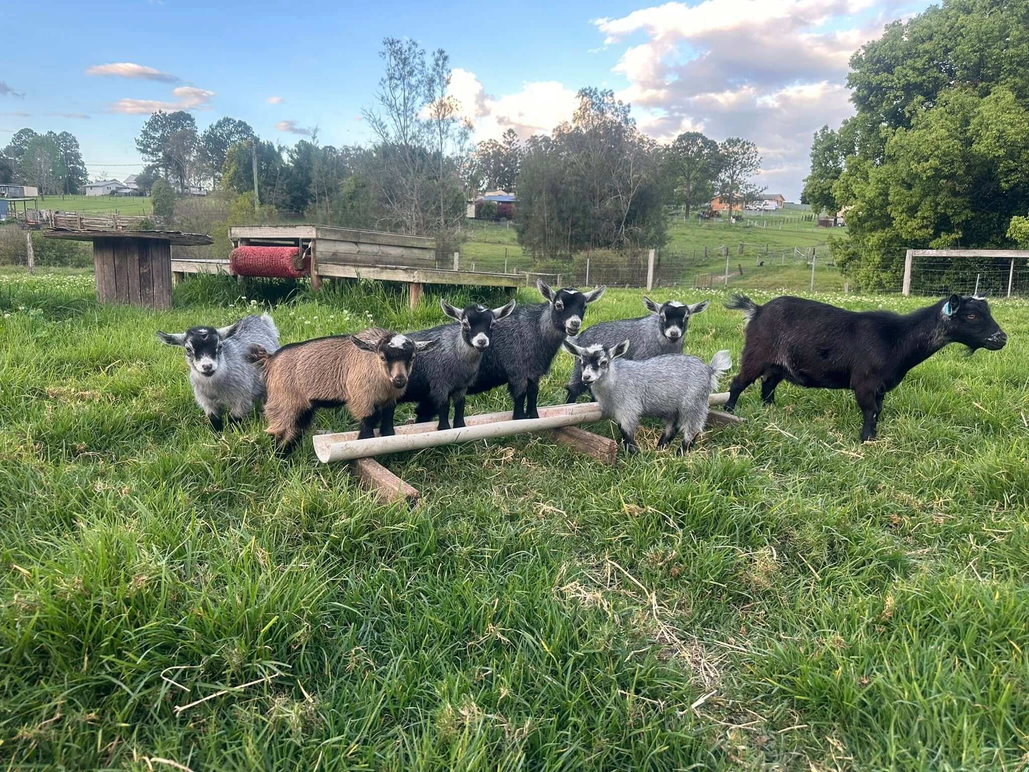 LaFamilia Pygmy Goats