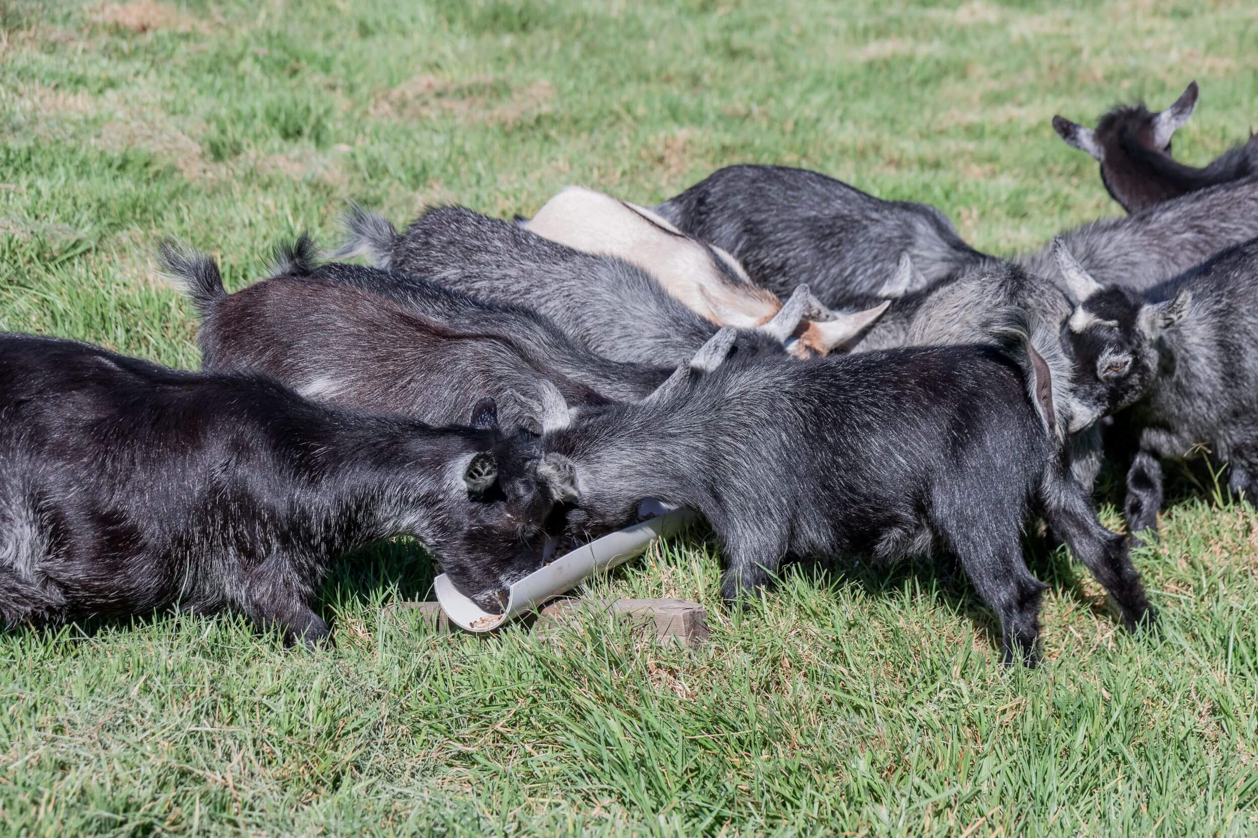 LaFamilia Pygmy Goats