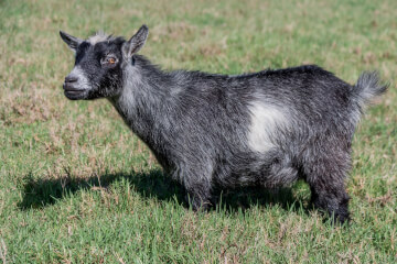 LaFamilia Pygmy Goats