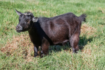 LaFamilia Pygmy Goats