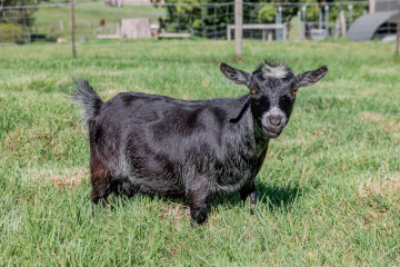 LaFamilia Pygmy Goats