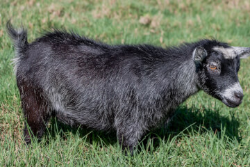 LaFamilia Pygmy Goats