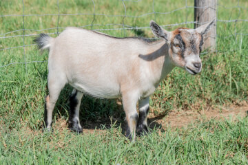 LaFamilia Pygmy Goats