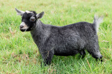 LaFamilia Pygmy Goats