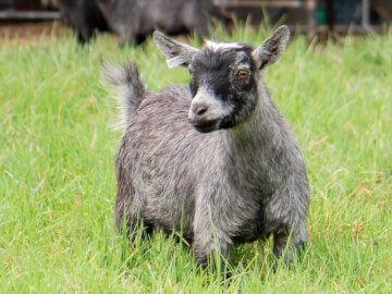 LaFamilia Pygmy Goats