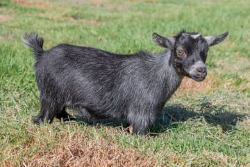 LaFamilia Pygmy Goats