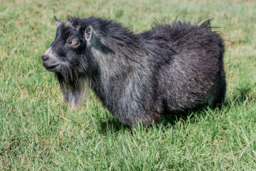 LaFamilia Pygmy Goats