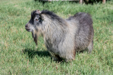 LaFamilia Pygmy Goats