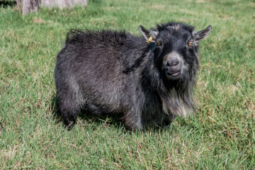 LaFamilia Pygmy Goats