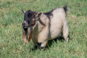 LaFamilia Pygmy Goats