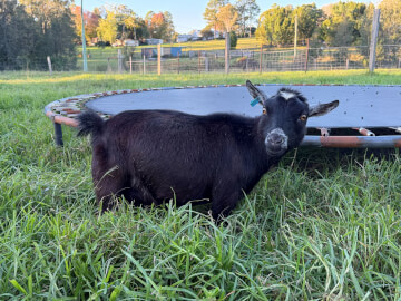 LaFamilia Pygmy Goats