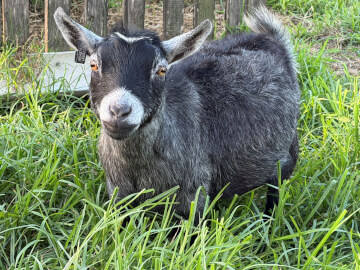 LaFamilia Pygmy Goats