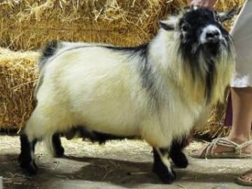 Caramel with black markings