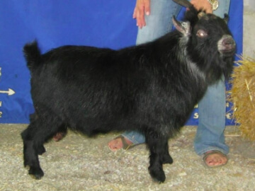 Black Agouti