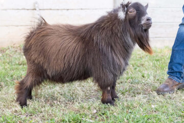 Brown Agouti