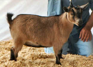 Caramel with Brown Markings