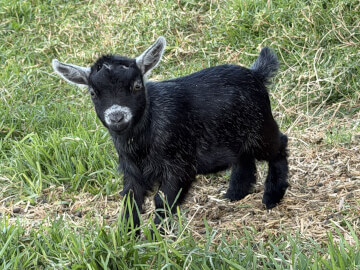 LaFamilia Pygmy Goats