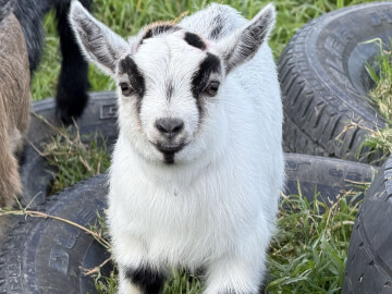 LaFamilia Pygmy Goats