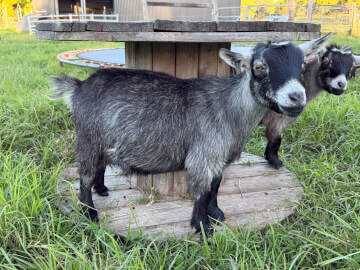 LaFamilia Pygmy Goats