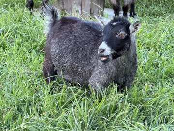 LaFamilia Pygmy Goats