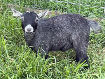 LaFamilia Pygmy Goats