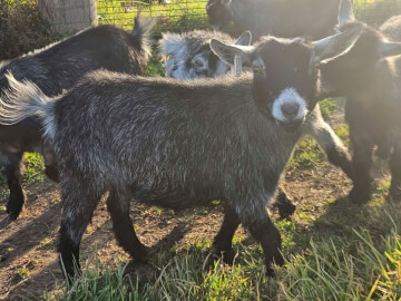 LaFamilia Pygmy Goats