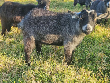 LaFamilia Pygmy Goats