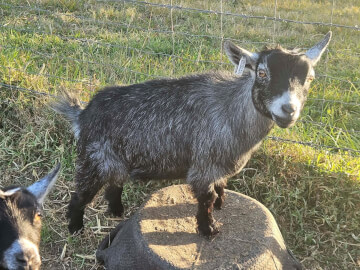 LaFamilia Pygmy Goats