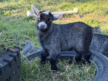 LaFamilia Pygmy Goats