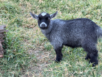 LaFamilia Pygmy Goats