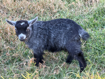 LaFamilia Pygmy Goats